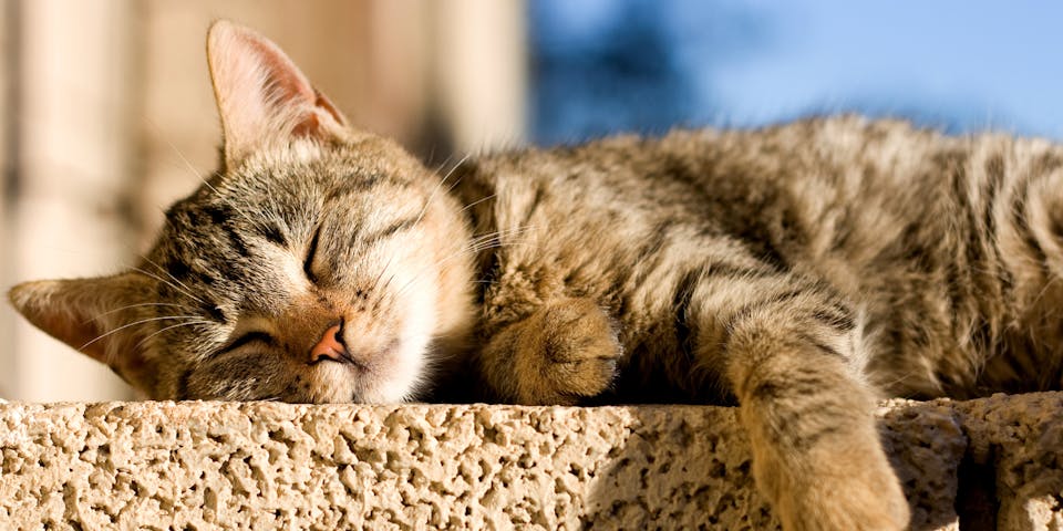 A tabby cat sleeping on a wall
