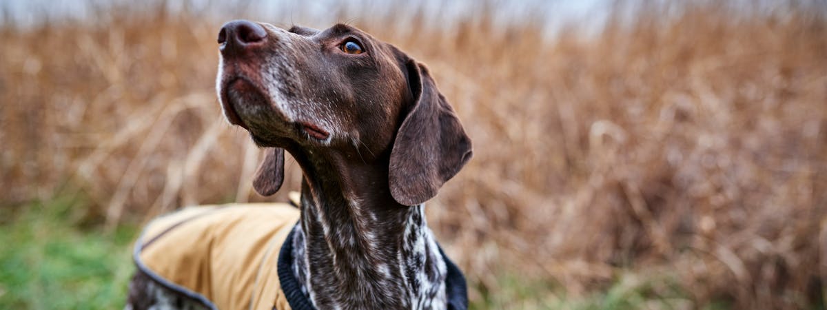 The Best Waterproof Dog Coats | Trustedhousesitters.Com