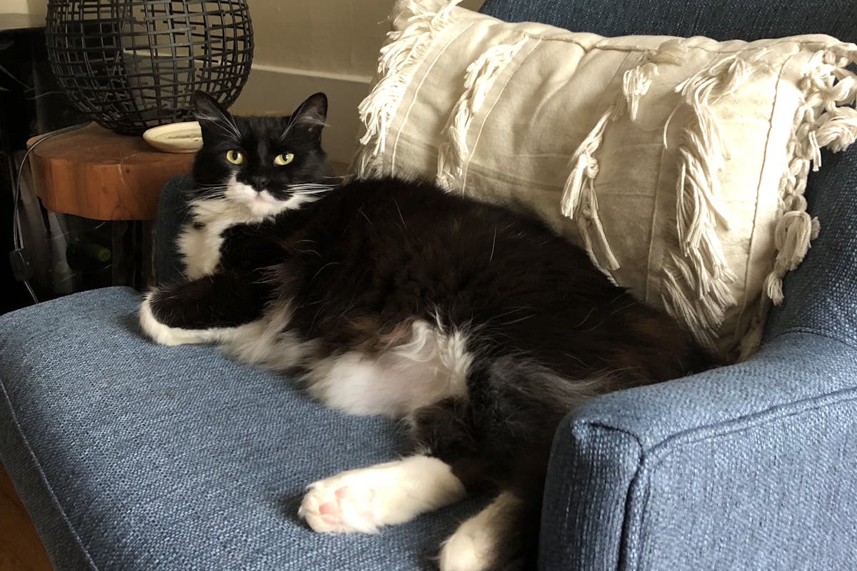 A black and white cat laying on a sofa