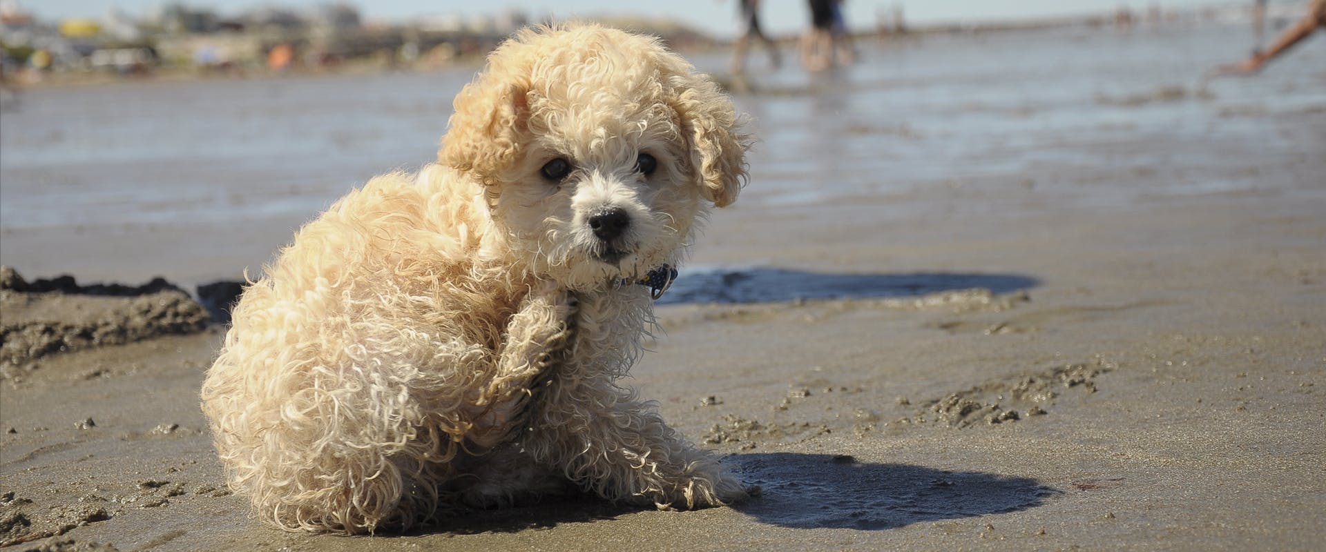 A cute Poochon puppy at the beach