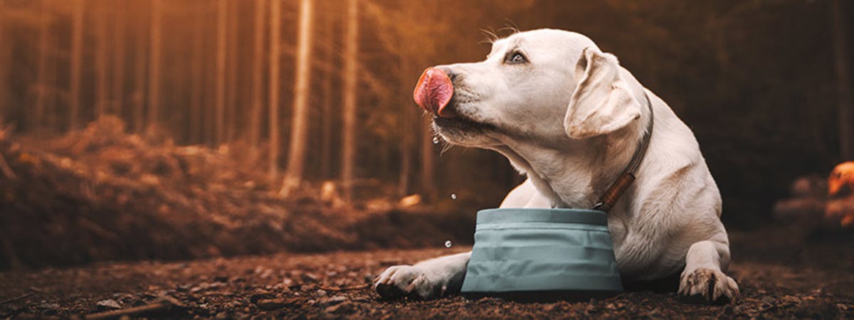 Dog drinking from bowl while on a walk