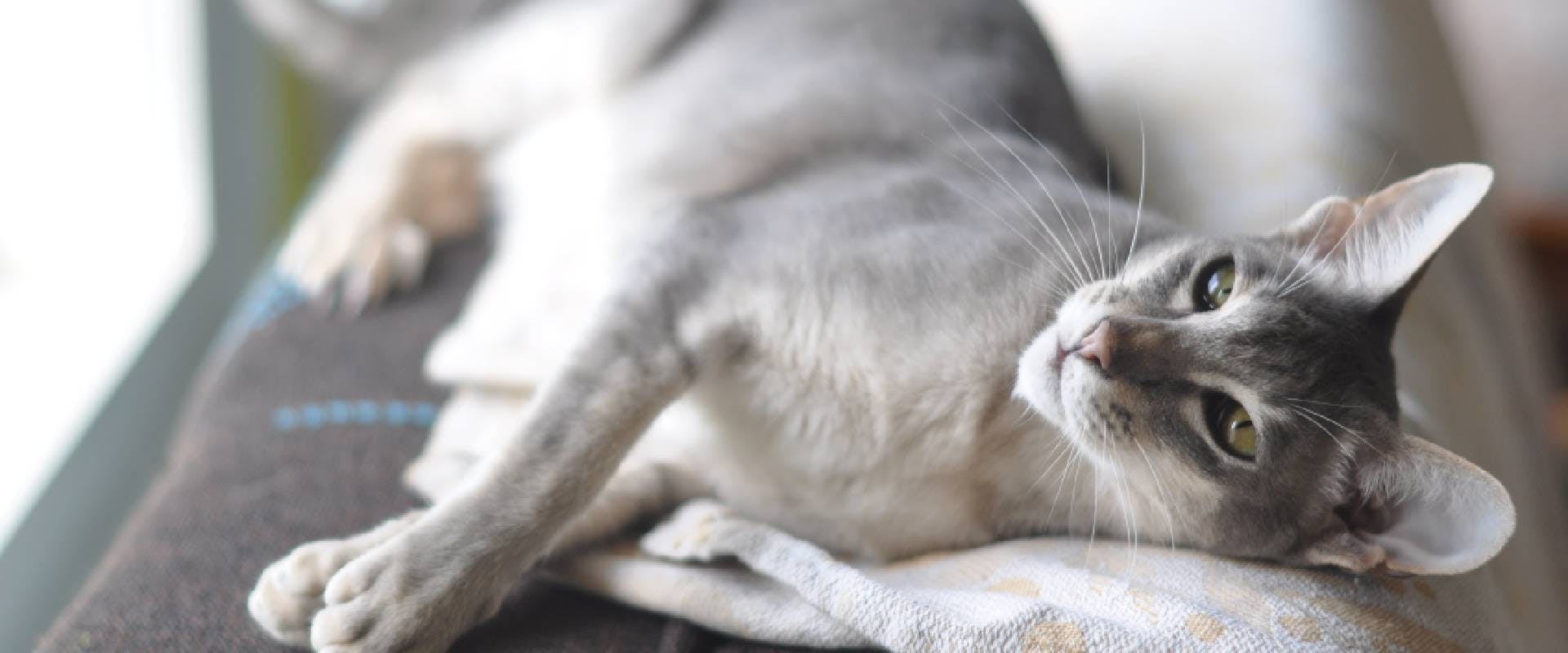 Oriental Shorthair cat laying down
