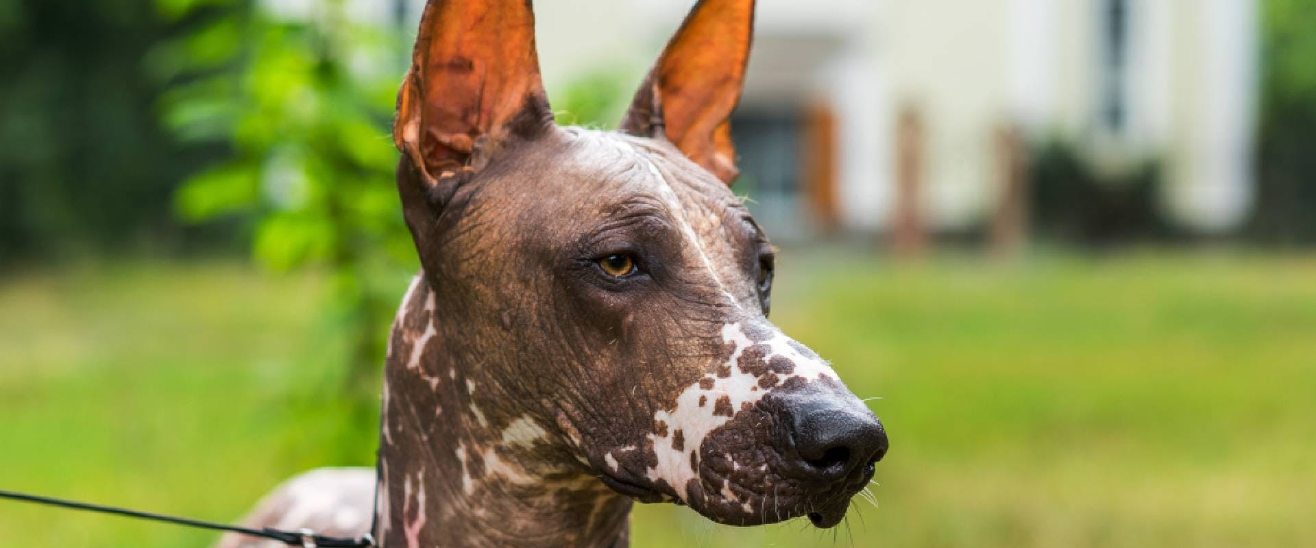 Mexican hairless dog with white patches, close-up