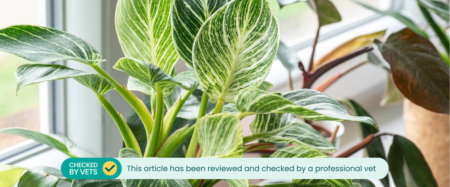 Philodendron plant on the windowsill