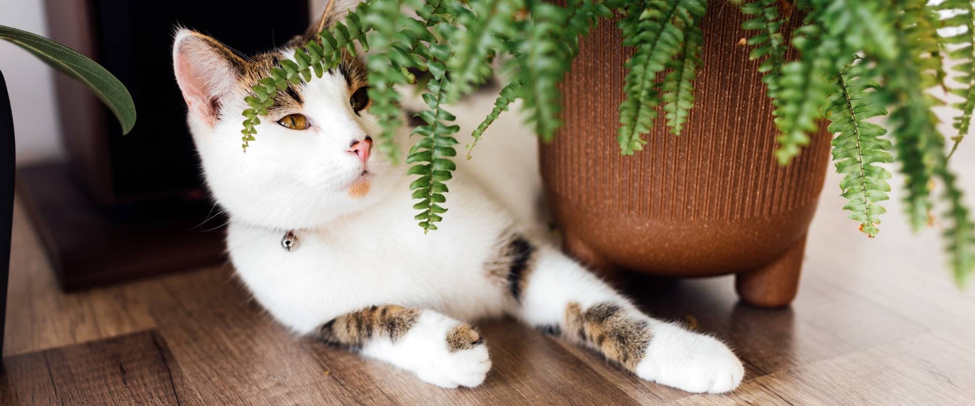 A cat beside some cat safe ferns.