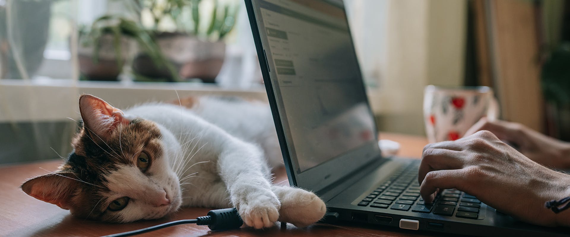 A cat resting on a desk while a person taps away at a laptop 