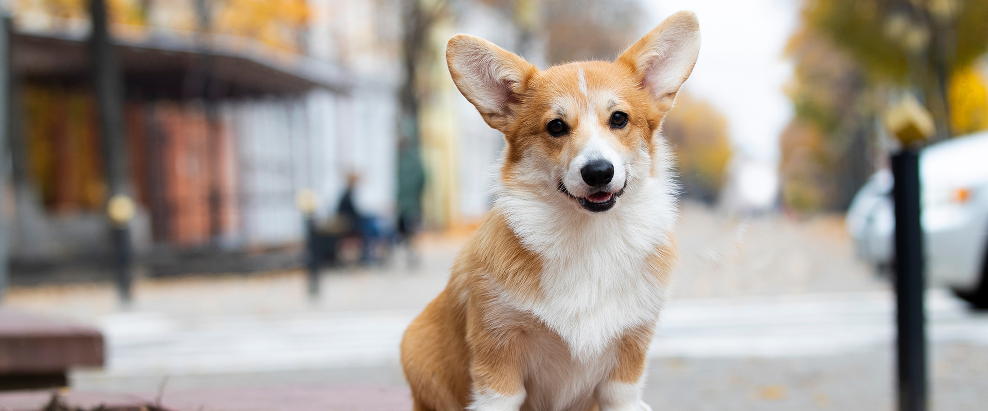 Cheap smartest dog breeds corgi 2025