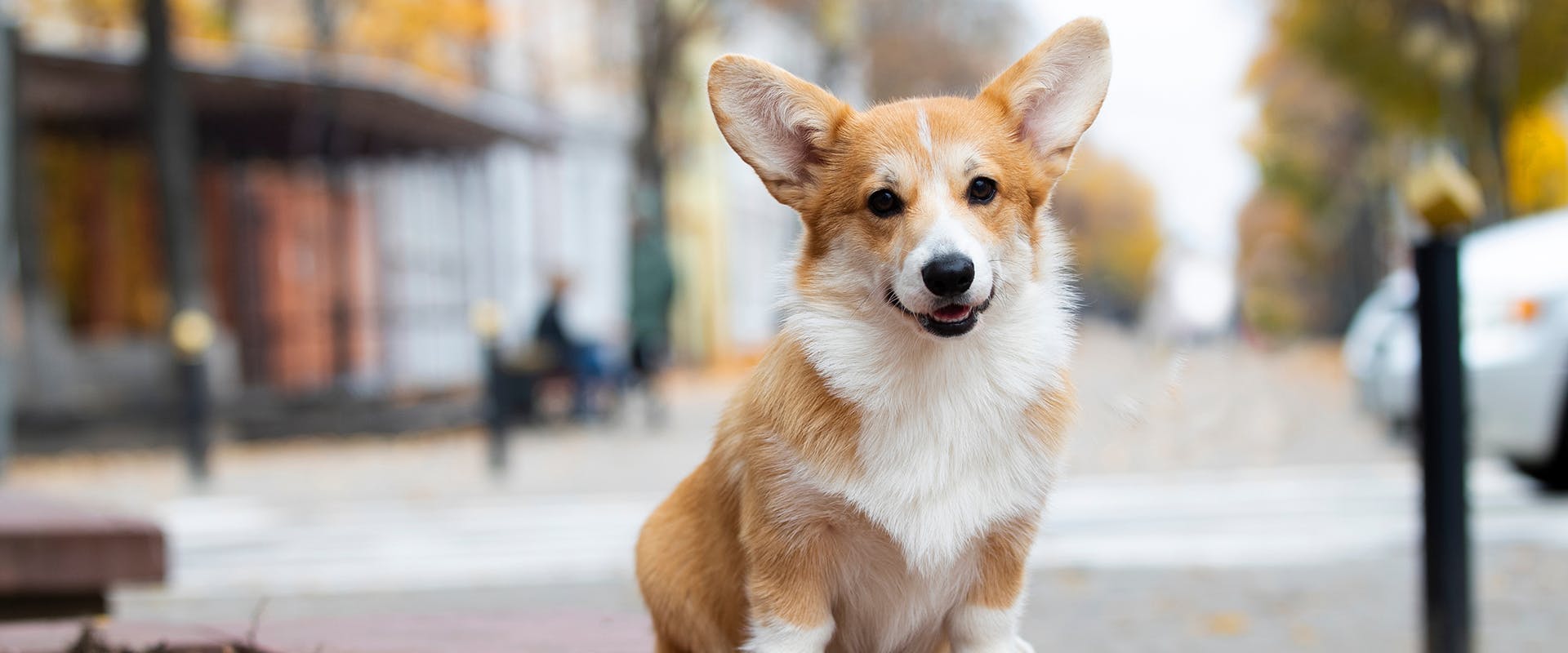 A Pembroke Welsh Corgi standing in the middle of a street