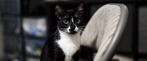 Tuxedo cat names - a cute black and white Tuxedo kitten