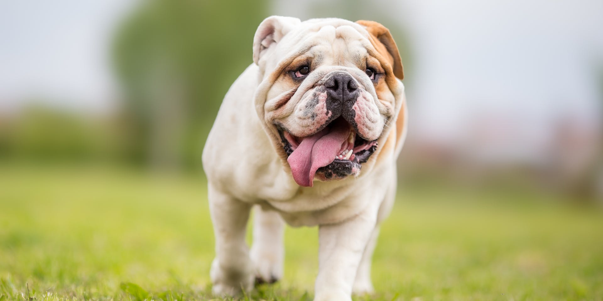 A bulldog playing in the park.