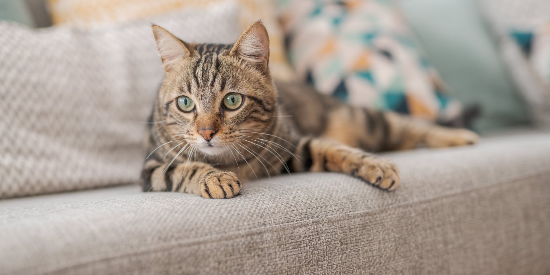A tabby cat sitting on a beige couch.