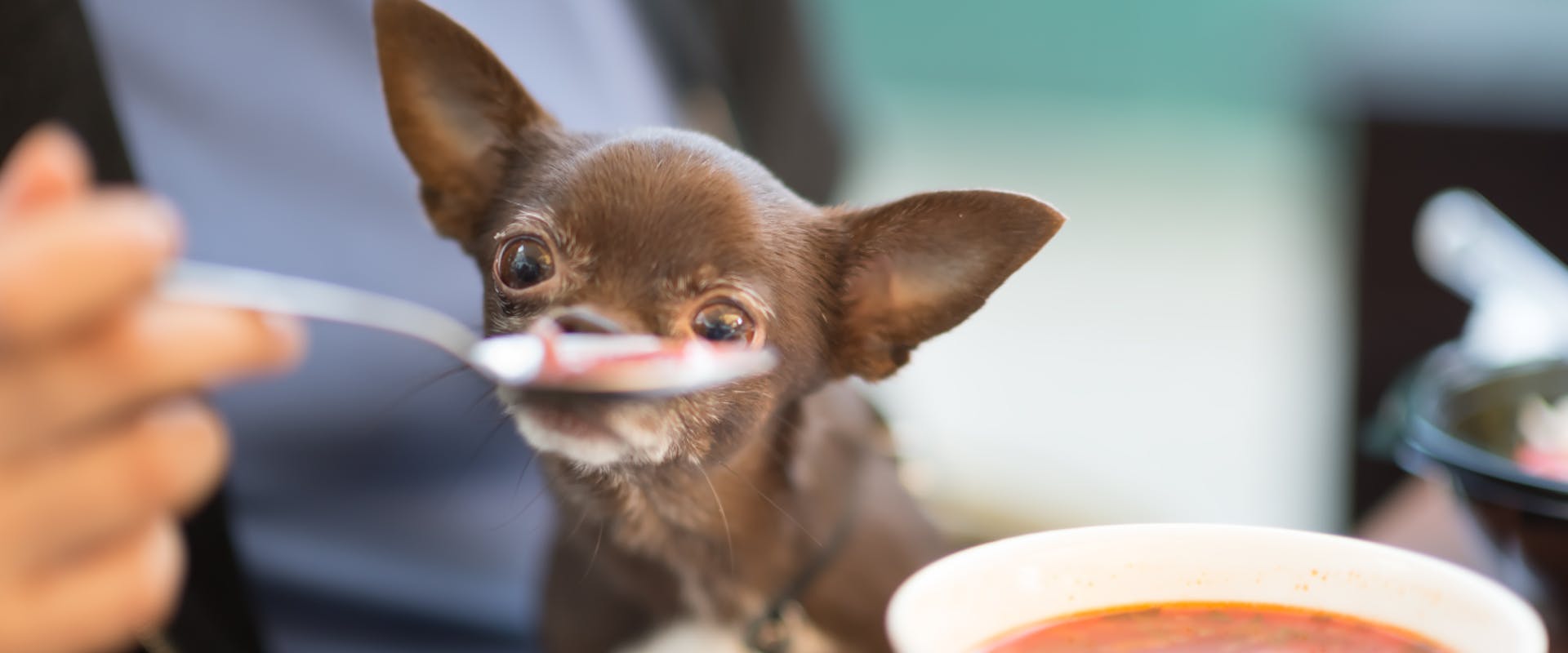 Dog-Friendly Chester: Things to do in Chester with a Dog ...