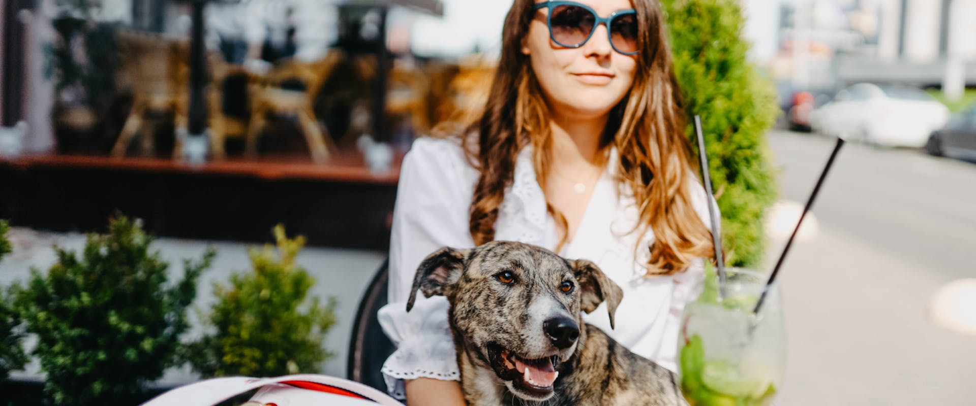 Dog-Friendly Chester: Things to do in Chester with a Dog ...