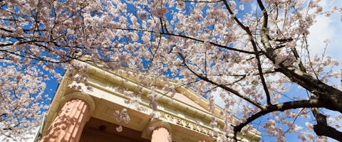 a upward shot of a cherry blossom tree before a large mock-Roman stone building