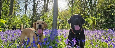 one black and one yellow Labrador both stood panting in a woodland clearing of bluebells
