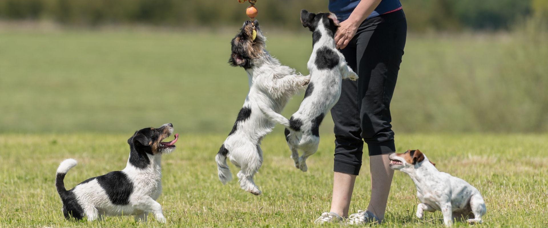 Person playing outdoors with four Jack Russell dogs