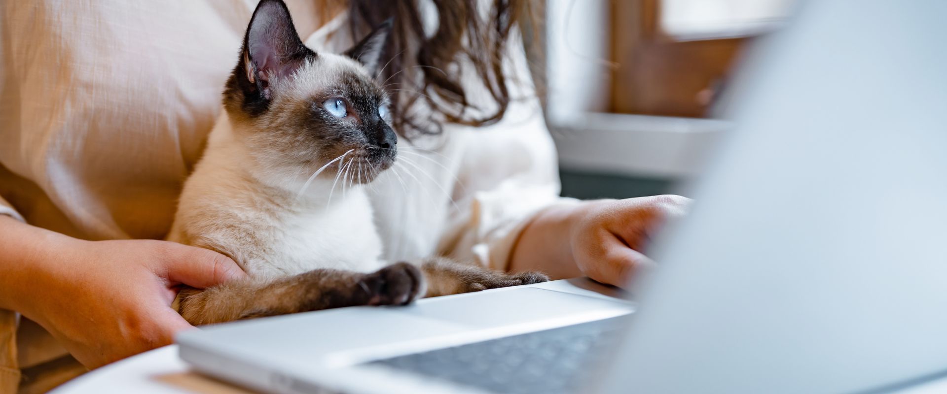 Person on a laptop with a cat