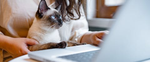 Person on a laptop with a cat