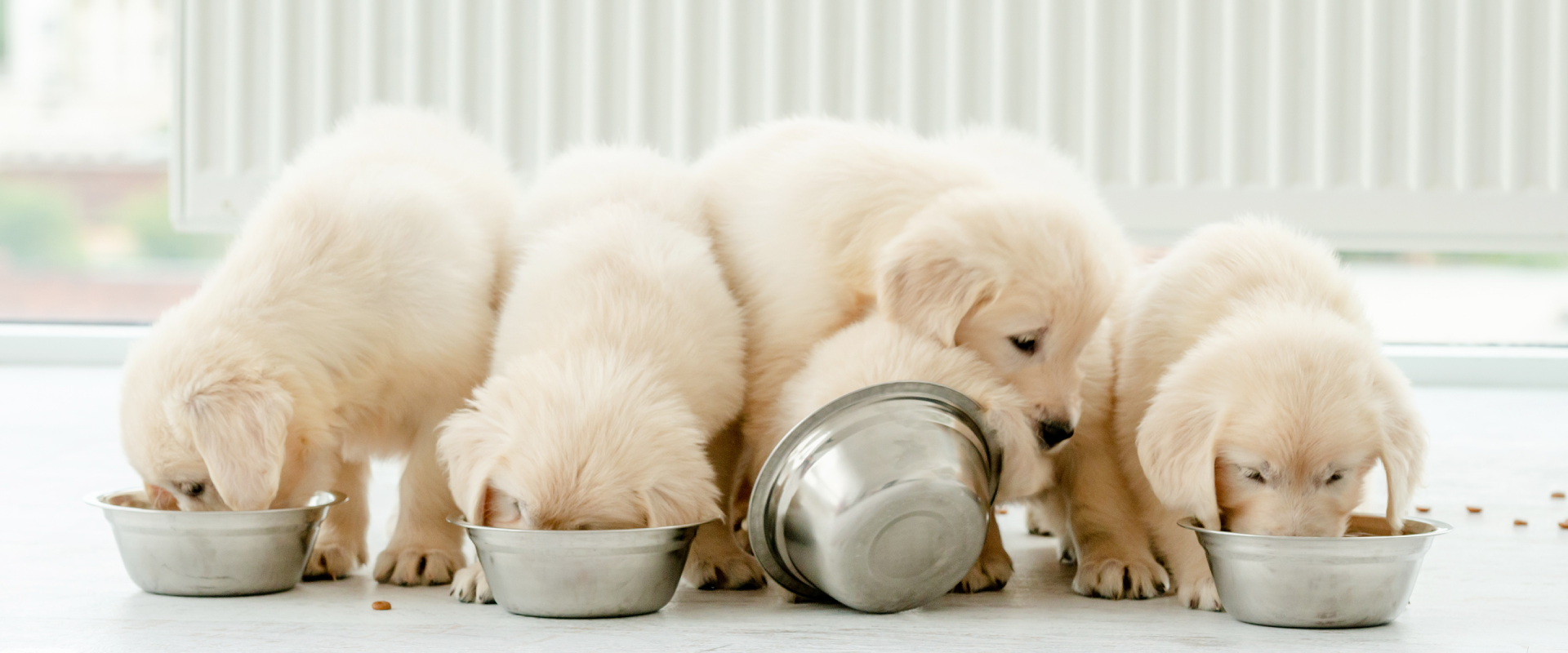 a group of Golden Retriever puppies messily eating puppy food out of silver dog bowls