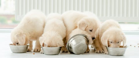 a group of Golden Retriever puppies messily eating puppy food out of silver dog bowls