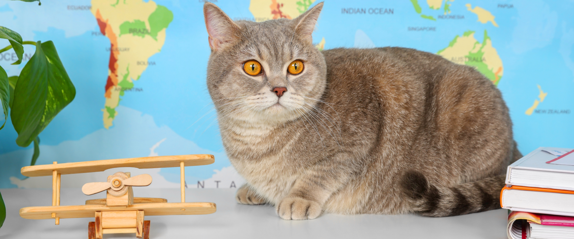 a gray tabby cat loafing next to a toy wooden plane in front of a world map