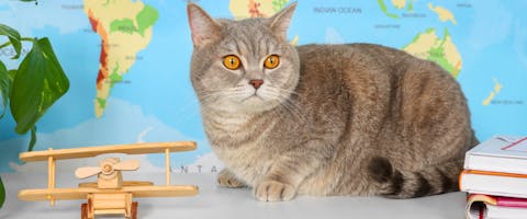 a gray tabby cat loafing next to a toy wooden plane in front of a world map