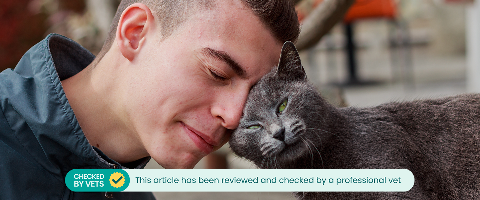 Cat headbutting a man affectionately. This article has been checked by a vet. 