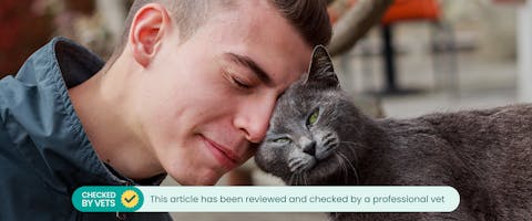 Cat headbutting a man affectionately. This article has been checked by a vet.