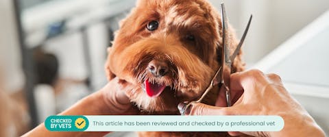 A person grooming a dog. This article has been checked by a vet.