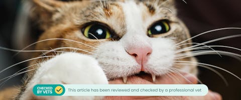 Cat biting owner's hand. This article has been reviewed by a vet.