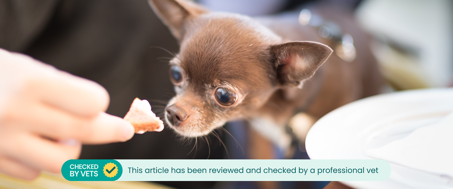 Chihuahua dog sniffing at morsel of food. This article has been reviewed by a vet. 