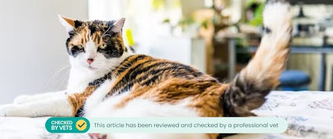 A cat with a puffed-up tail. This article has been reviewed by a vet.