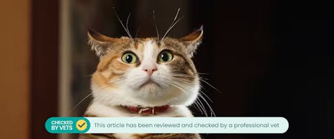 A cat displaying cat airplane ears. This article has been checked by a vet.