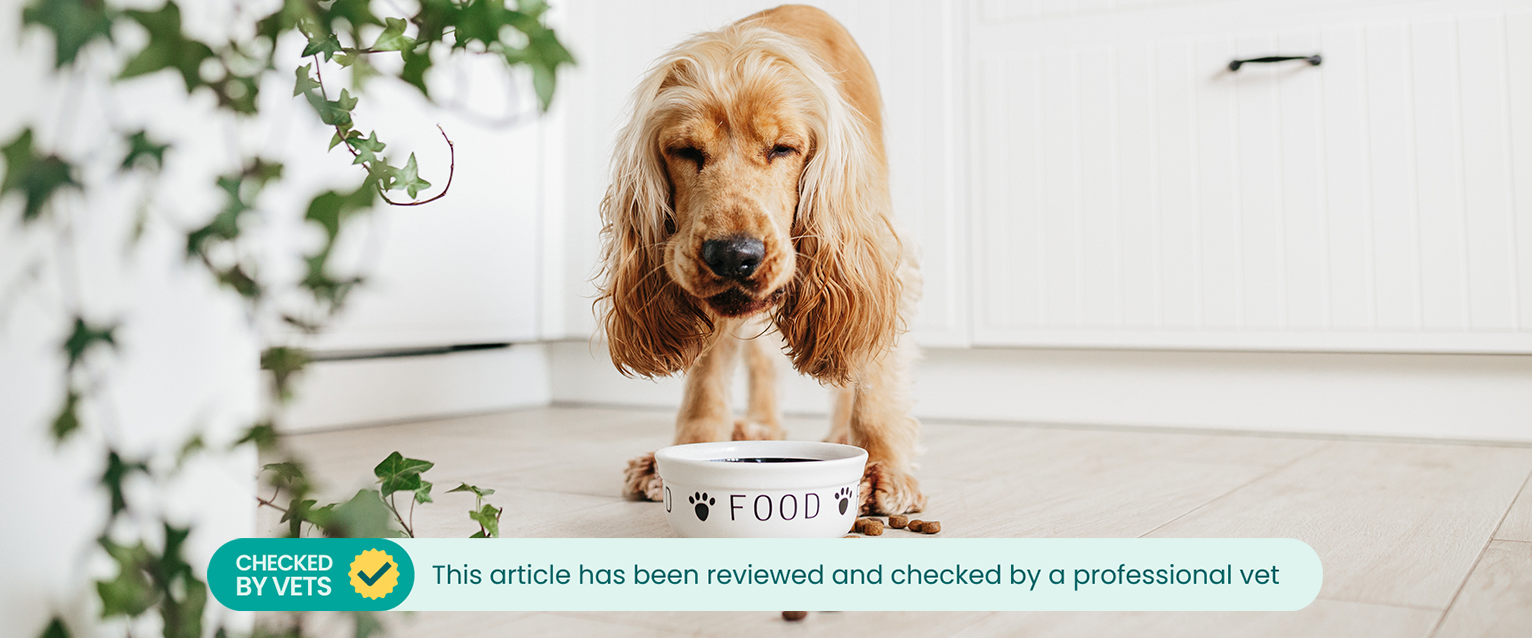 A ginger Springer Spaniel enjoying a bland food diet from a ceramic food bowl in a kitchen. This article has been checked by a vet.