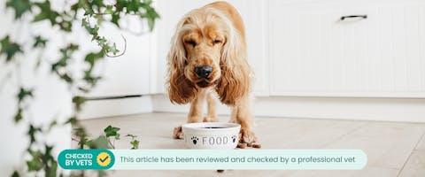 A ginger Springer Spaniel enjoying a bland food diet from a ceramic food bowl in a kitchen. This article has been checked by a vet.
