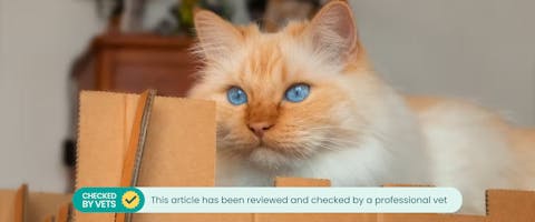 A long-haired ginger and white cat perches on a cardboard castle. This article has been reviewed by a vet.
