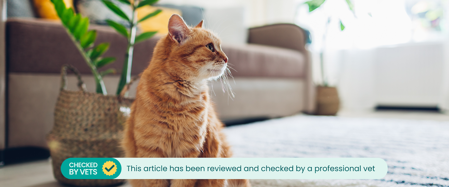 A cat adjusting to its new home. This article has been reviewed by a vet. 