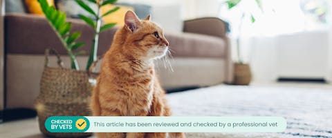 A cat adjusting to its new home. This article has been reviewed by a vet.