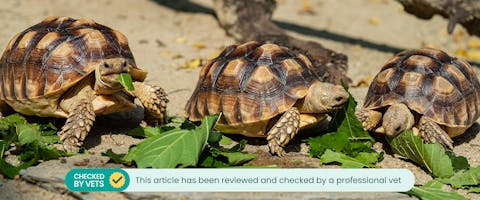 Three tortoises eating leafy greens outside in the sun. This article has been checked by a vet.