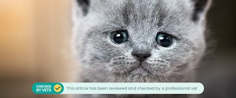 A gray kitten looking at the camera as if it's cat crying. This article has been checked by a vet.