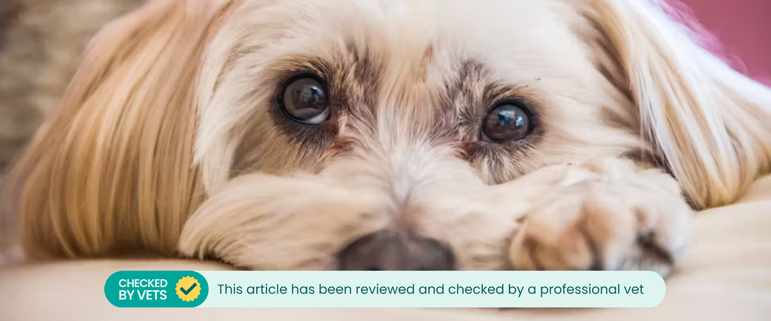 A lethargic dog. This article has been reviewed by a vet. 