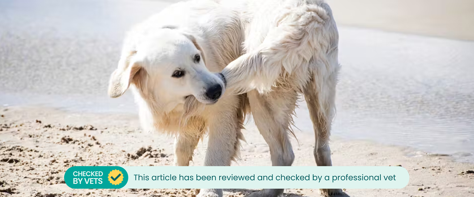 A Golden Retriever on a beach that's caught its own tail. This article has been checked by a vet.