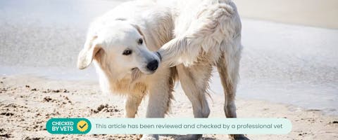 A Golden Retriever on a beach that's caught its own tail. This article has been checked by a vet.