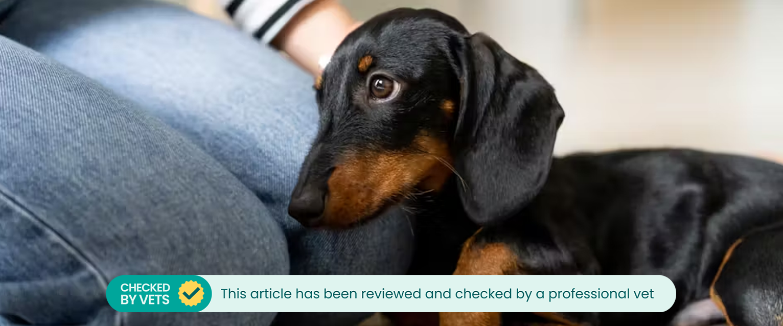 A Dachshund dog lying against a person's bent knee. This article has been checked by a vet.
