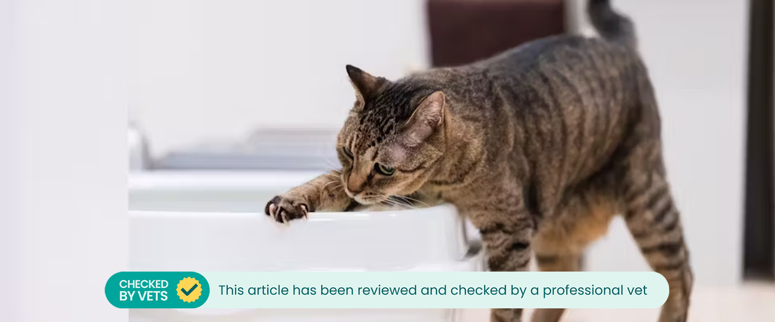 A cat digging the edge of a white cat litter box. This article has been checked by a vet