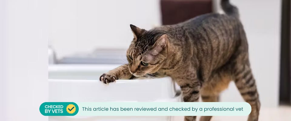 Why do Cats Dig in Their Litter Box? 6 Reasons for This Curious Cat ...