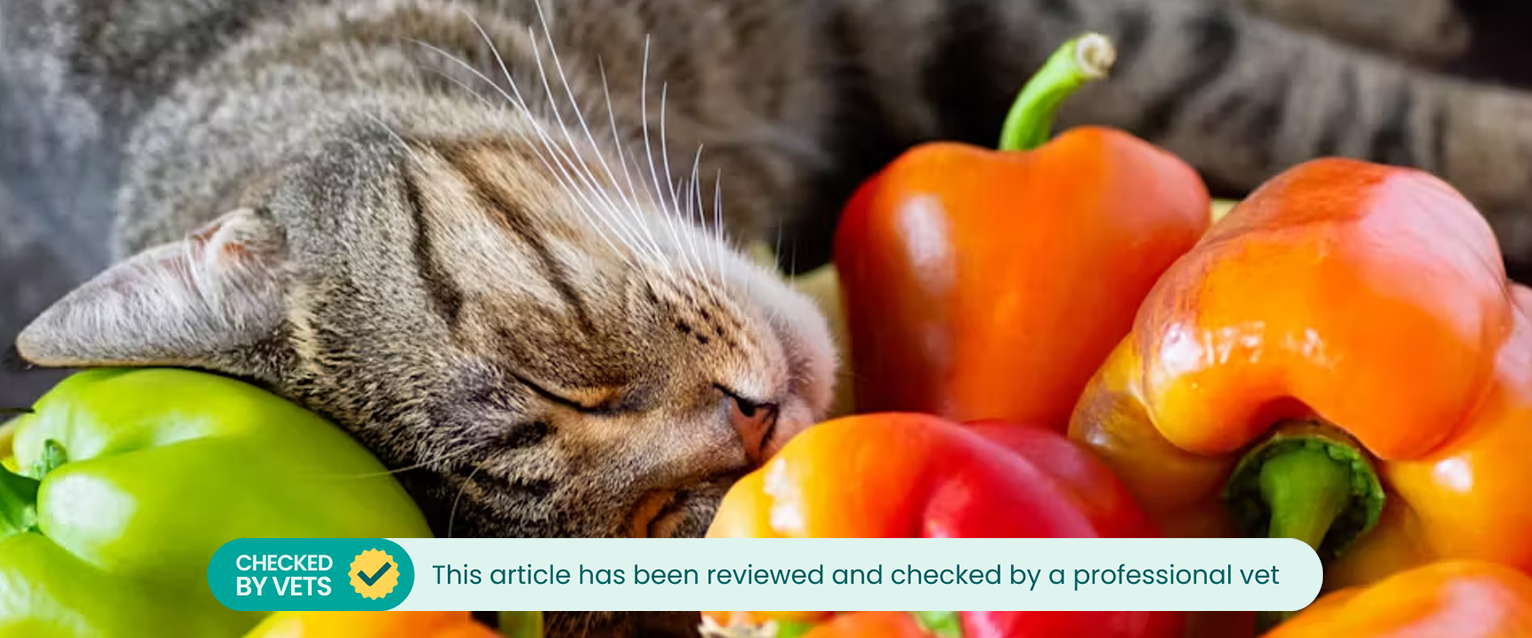 A tabby cat sleeping and resting its head on a pile of bell peppers. This article has been checked by a vet.