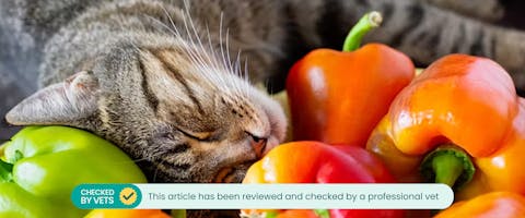 A tabby cat sleeping and resting its head on a pile of bell peppers. This article has been checked by a vet.