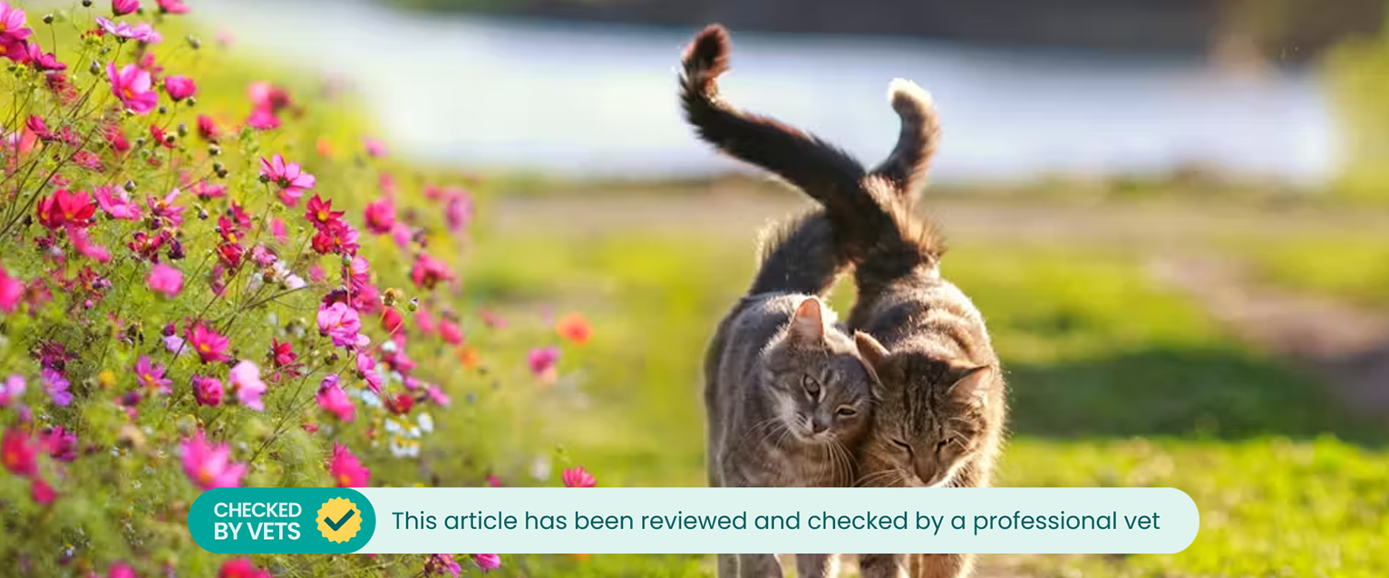 Two cats walking side by side, nuzzling one another. This article has been reviewed by a vet.