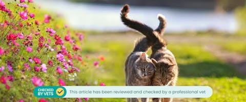 Two cats walking side by side, nuzzling one another. This article has been reviewed by a vet.